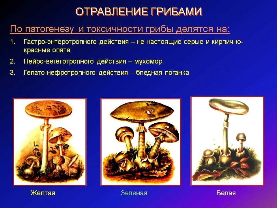 Патогенез отравления грибами. Отравление мухомором патогенез. Отравление грибами этиология. Токсичность грибов. Отравление патогенез