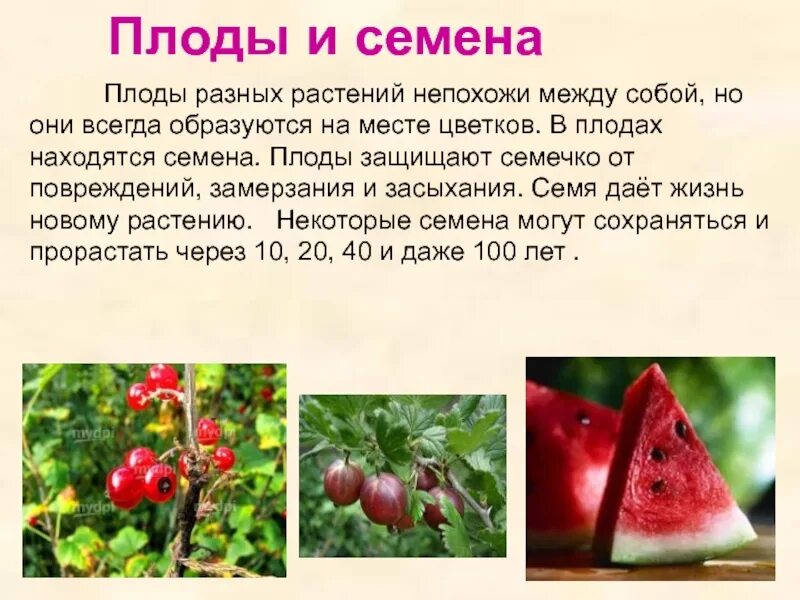 Жизнь растений сообщение. Роль семян и плодов в жизни растений. плоды и семена разных растений. плоды растений презентация. презентация плоды 3 класс.