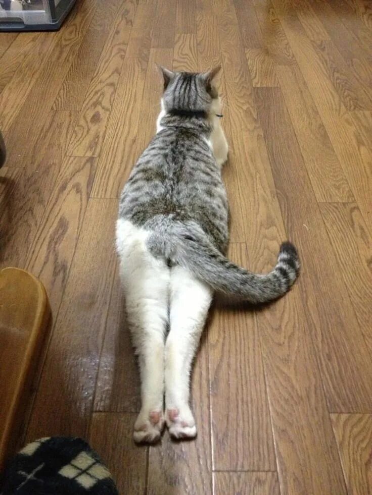 Почему кот вытягивает лапы. Лежачий кот. кошка потягивается. кошка лежит. кошка валяется.