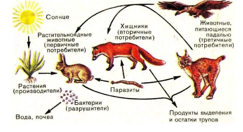 Доминирующий вид плотоядное животное консумент. Цепи питания. Передача энергии в пищевой цепи. Схема передачи энергии в пищевых цепях. Модель схем передачи энергии в пищевых цепях.