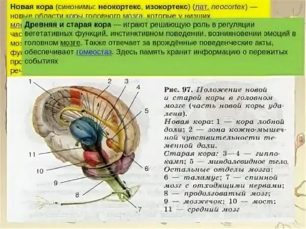 Старый новый мозг. Строение головного мозга + неокортекс.