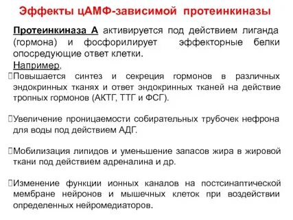 Активация протеинкиназы а