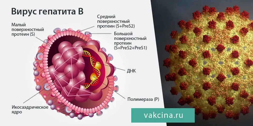 Гепатит б россия. Строение вируса гепатита б. Возбудители вирусных гепатитов b. Гепатит б возбудитель. Вирус гепатита б рисунок.