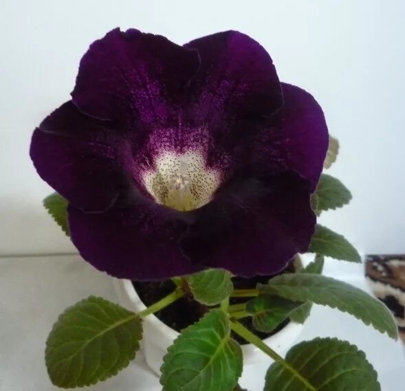 Глоксиния виолацея. Глоксиния черный голливуд. Глоксиния виолацея. Глоксиния голливуд фиолетовая. Глоксиния божоле.