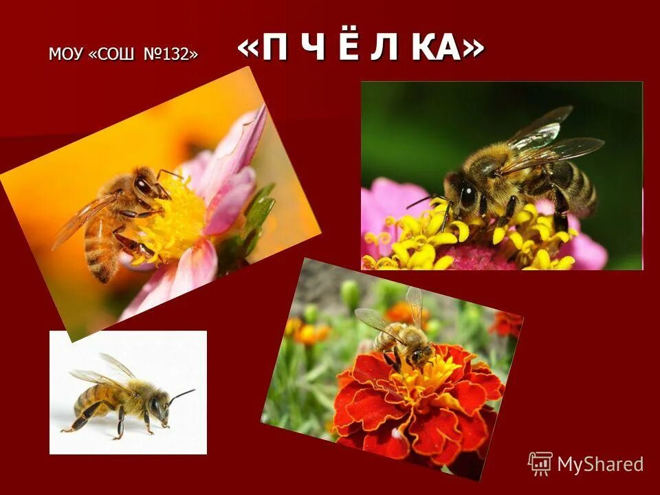 П ч е л а. П ч е л а