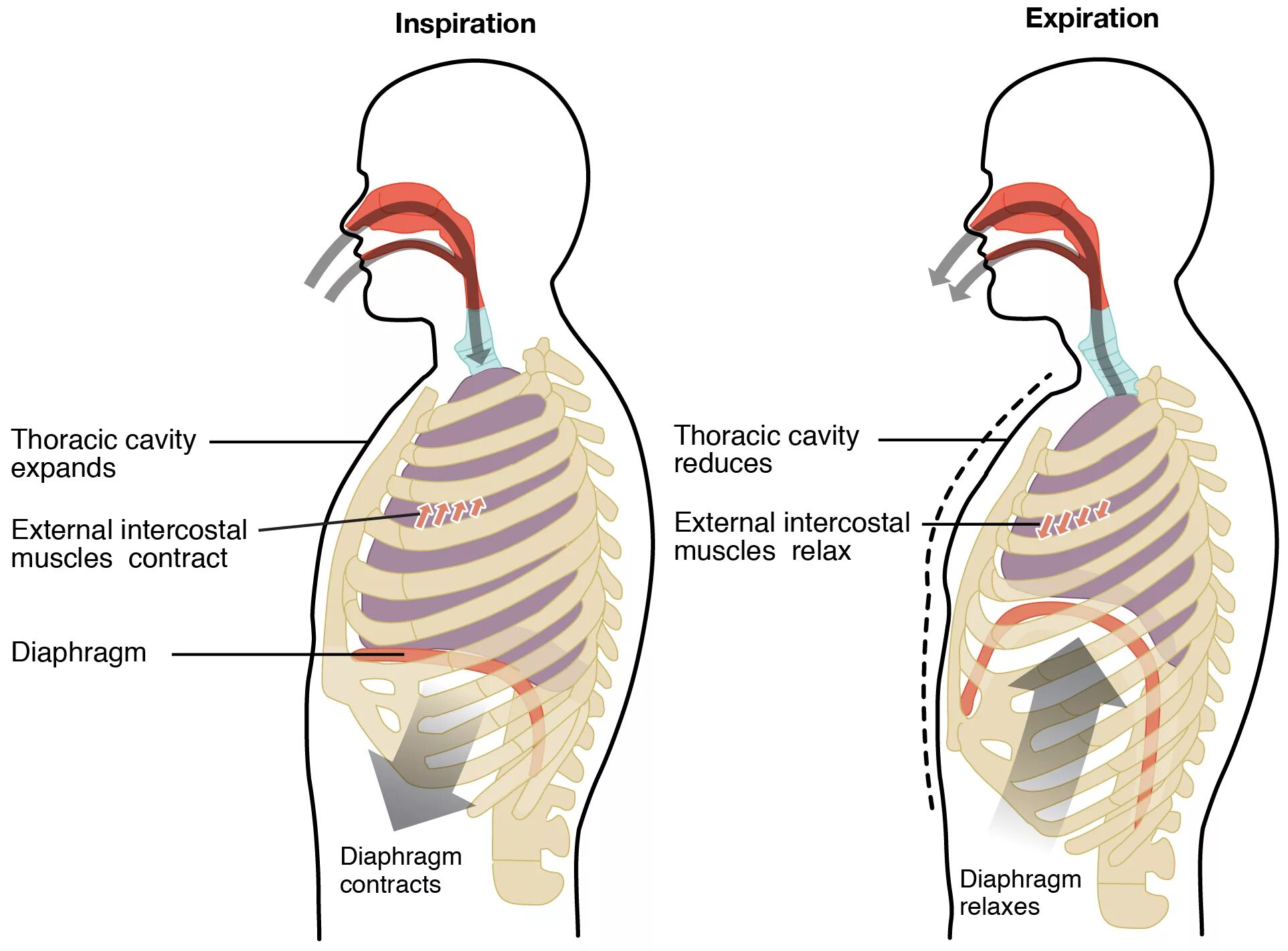 Процесс вдоха человека. Дыхательная система человека анатомия. Строение дыхательной системы. Дыхательная система человека диафрагма. Процесс дыхания диафрагма.