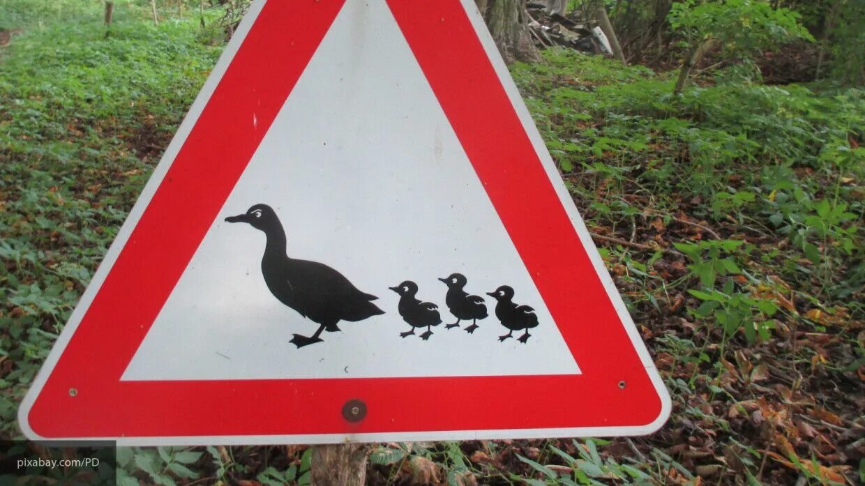 Знак с утками. Дорожный знак с утками. Знак утка с утятами. Знак осторожно утки.