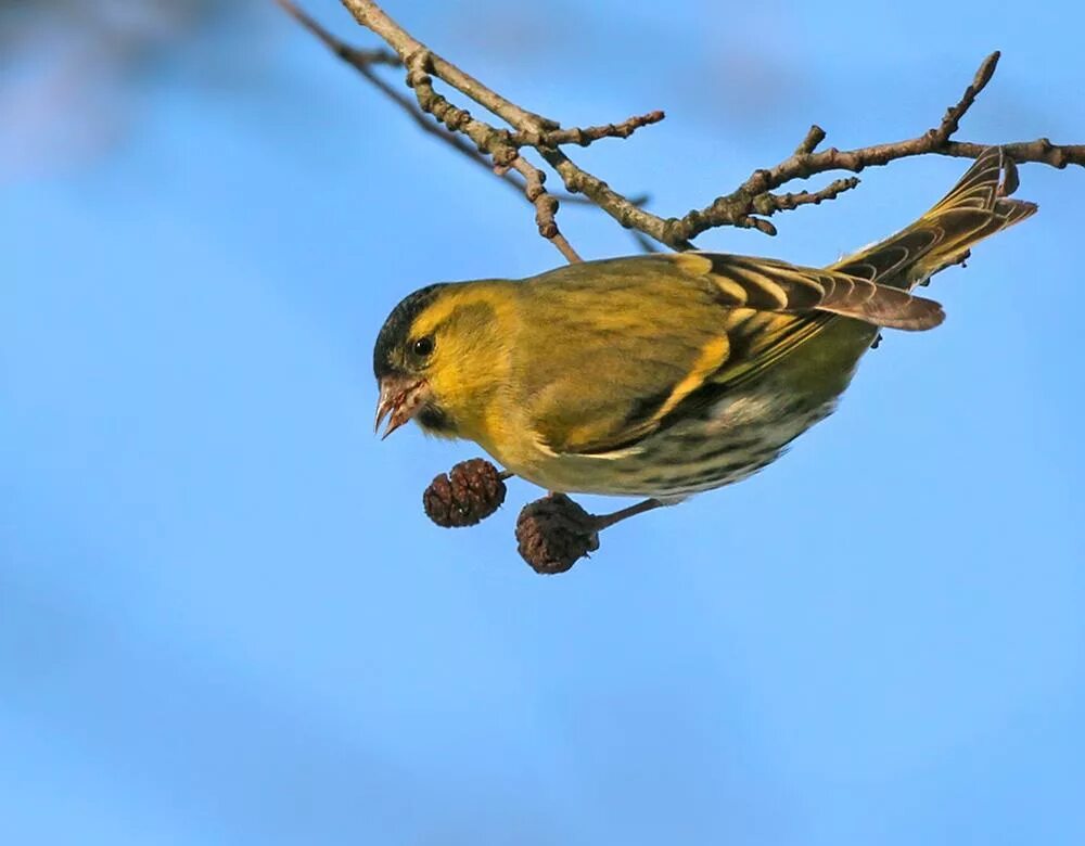 Чиж птица слушать. Чиж самка. Сосновый Чиж. Чиж Siskin. Сосновый Чиж птица.