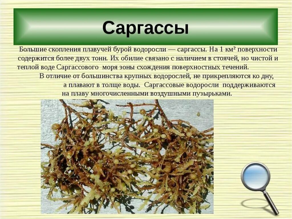Пельвеция водоросль. Интересные факты j djljhjckz[. Интересные факты о водорослях. Доклад про редкие водоросли. Бурые водоросли интересные факты.