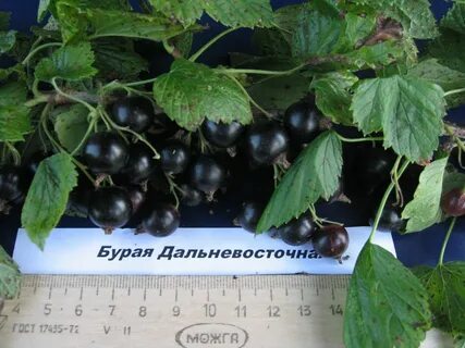 Смородина сибири