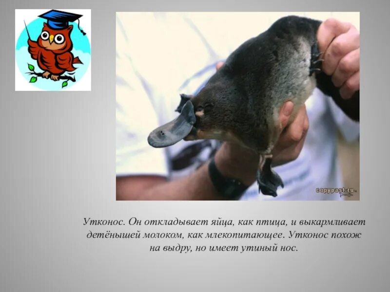 Маленький утконос. Утконос. Детеныш утконоса. Утконосы потеют молоком правда ли. Утконосы потеют молоком правда ли.
