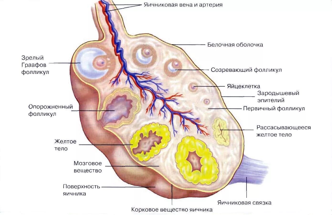 Работа яичников