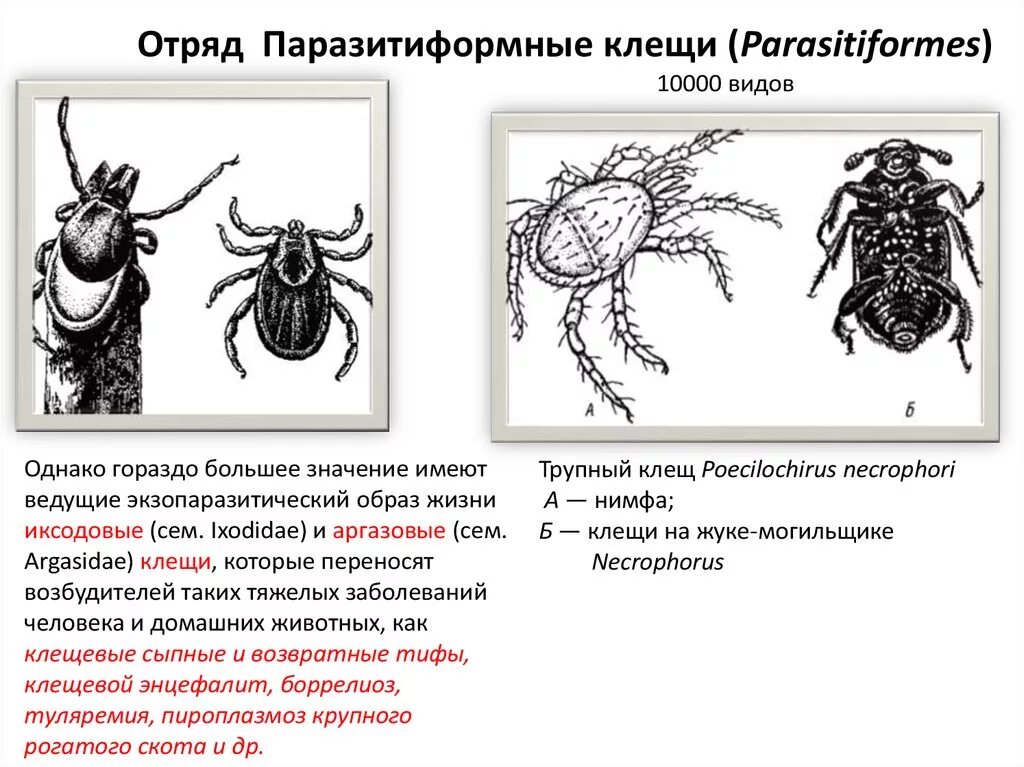 Для клещей характерны следующие признаки. Представитель отряда паразитиформные клещи. Отряд паразитиформные клещи внешнее строение. Чесоточный зудень переносчик. Особенности паразитиформных клещей.