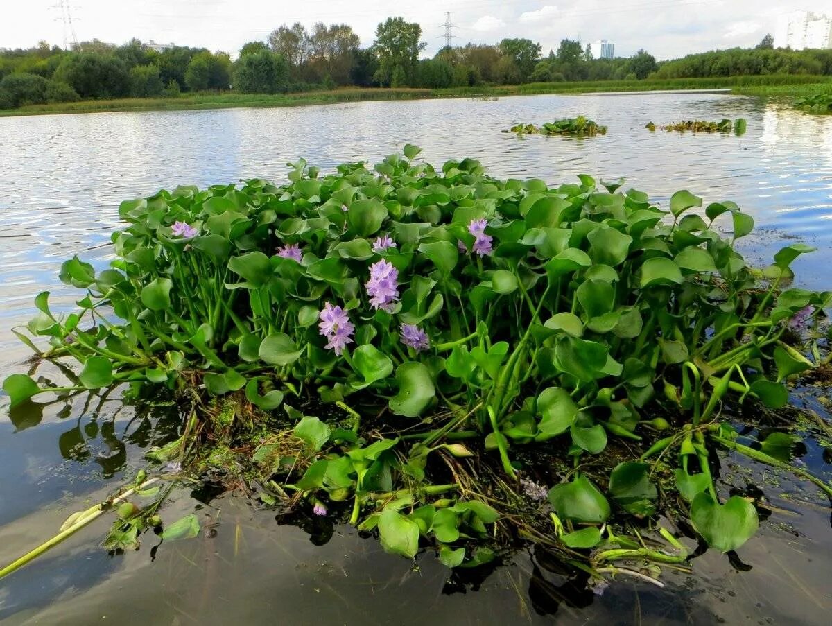 Водные растения у воды. Эйхорния Водный гиацинт. Водяной гиацинт Eichhornia crassipes. Эйхорния толстоножковая. Цветок эйхорния Водный гиацинт.