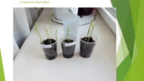 Sound plant