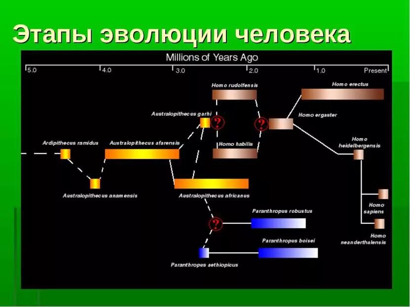 Стадия австралопитека в эволюции семейства гоминид соответствует. Эволюционное древо гоминид схема. эволюционное древо человека. эволюционное древо происхождения человека. родословная человека схема.