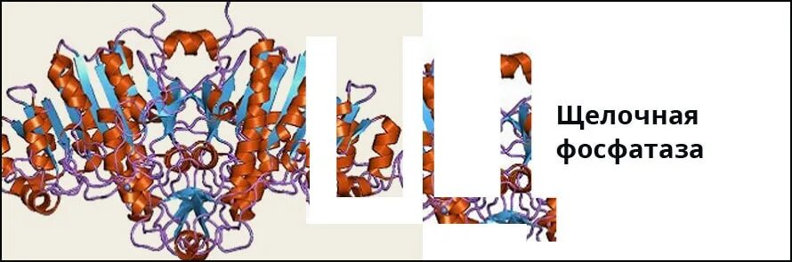 Фосфатаза биохимия. Структура щелочная фосфатаза биохимия. Щелочная фосфатаза (ЩФ). Щелочная кислая фосфатаза ферменты. Структурная формула щелочной фосфатазы.