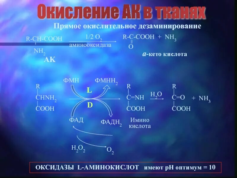 Окисление белков до аминокислот