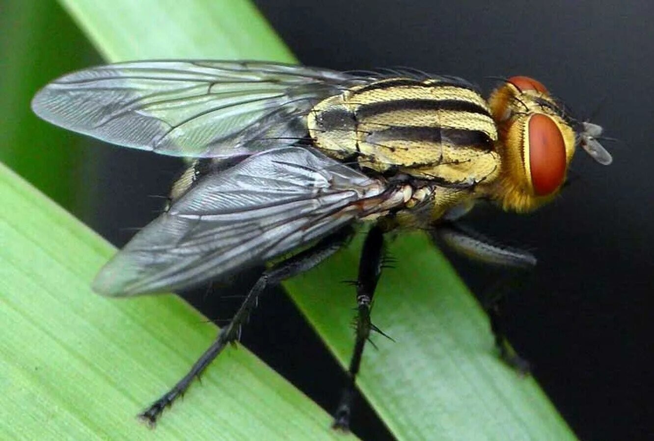 Развитие мясной мухи. Вольфартова Муха. Calliphoridae Муха. Серые мясные мухи Sarcophagidae. Вольфартова Муха (Wohlfahrtia magnifica).