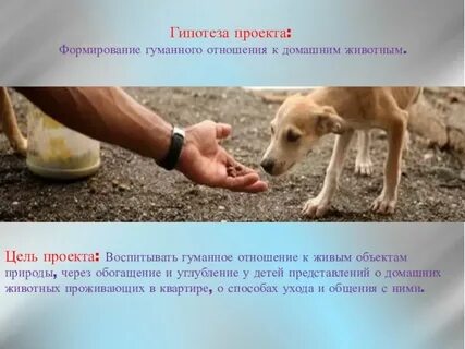 Пример из жизни доброе отношение к животным