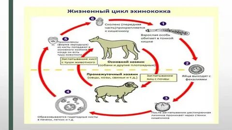 Заражение человека круглыми червями