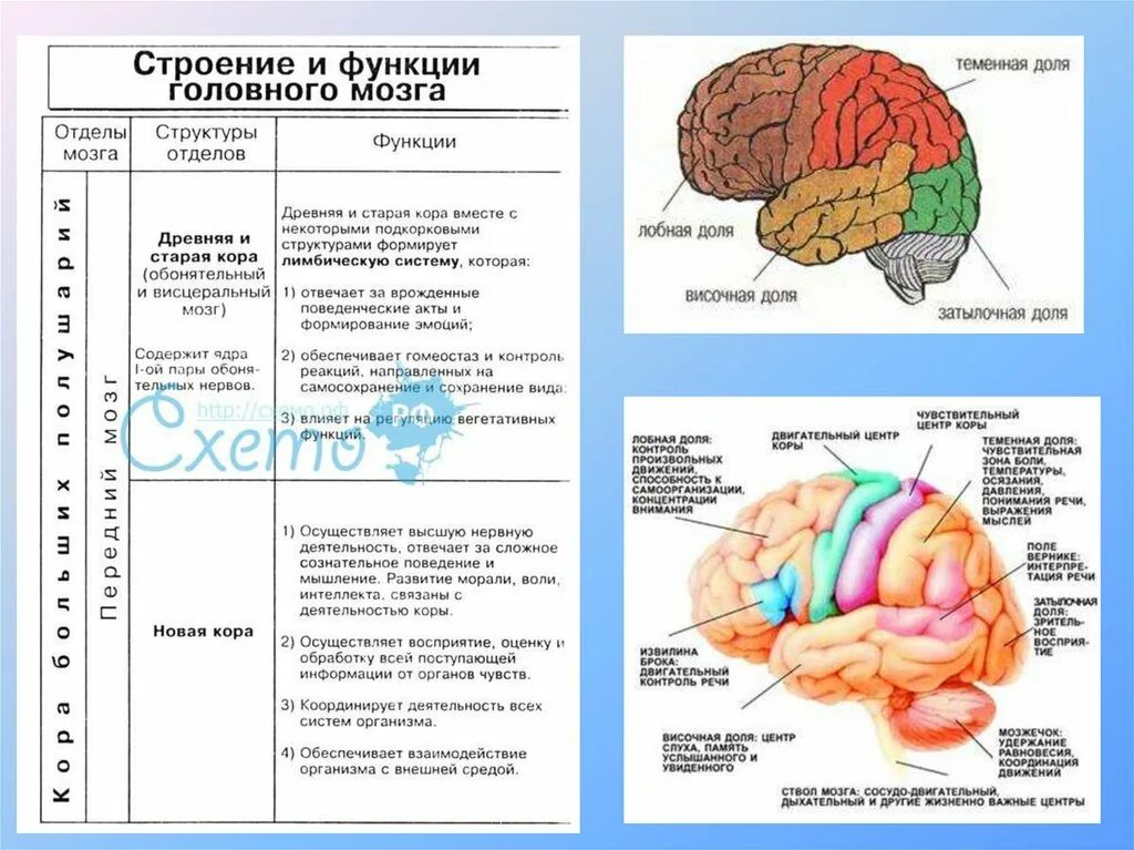 Центральная область мозга. Схема строения задних отделов головного мозга схема. Строение и функции отделов головного мозга биология 8 класс. Функции больших полушарий головного мозга 8 класс биология.