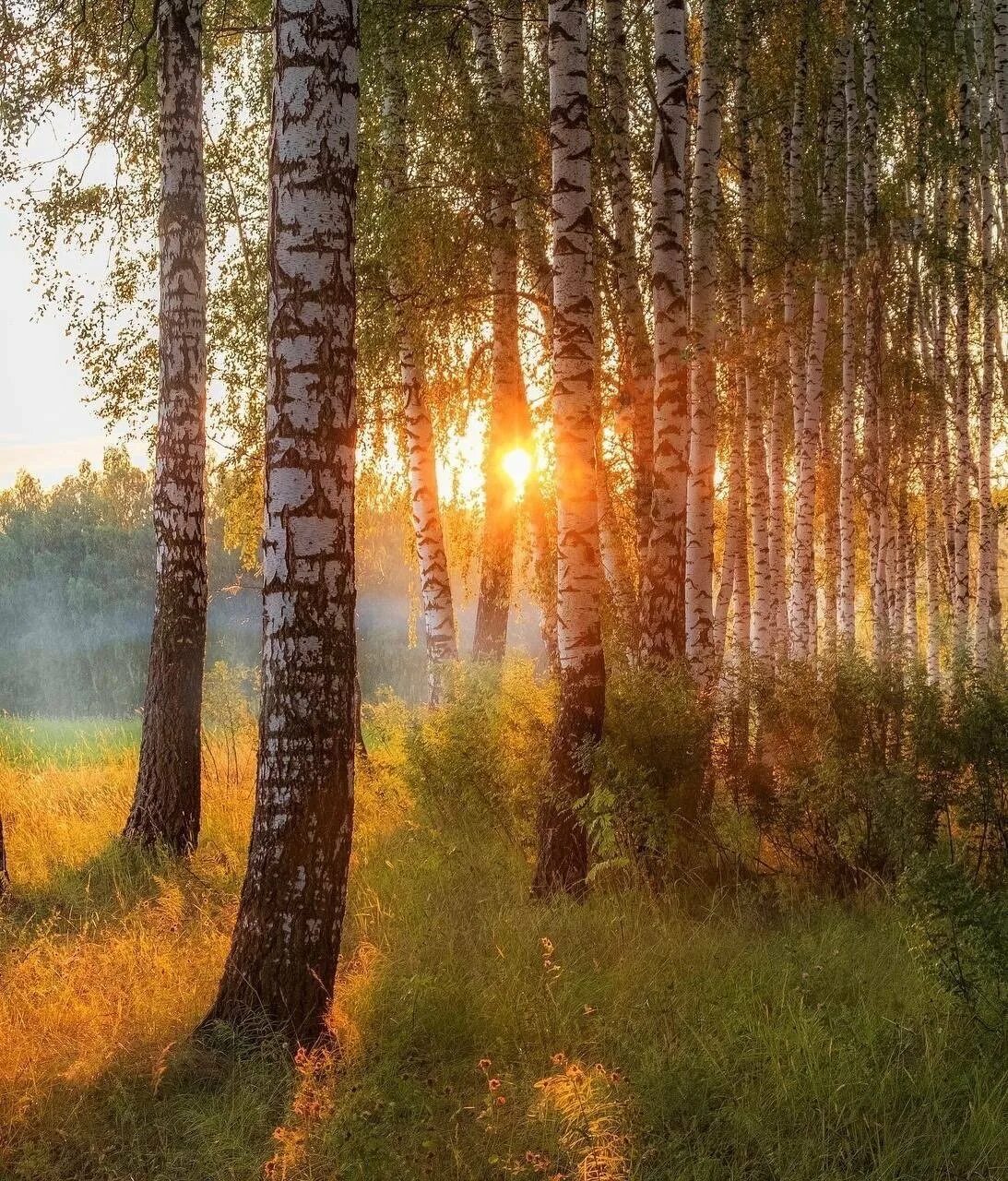 Солнце утро березы. Утро в березовой роще. березы утро. утро в лесу. березовая роща солнце.
