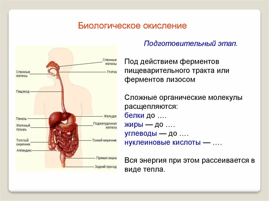 Биологическое окисление субстрата микробиология. Биологическое окисление. этапы биологического окисления. типы биологического окисления.