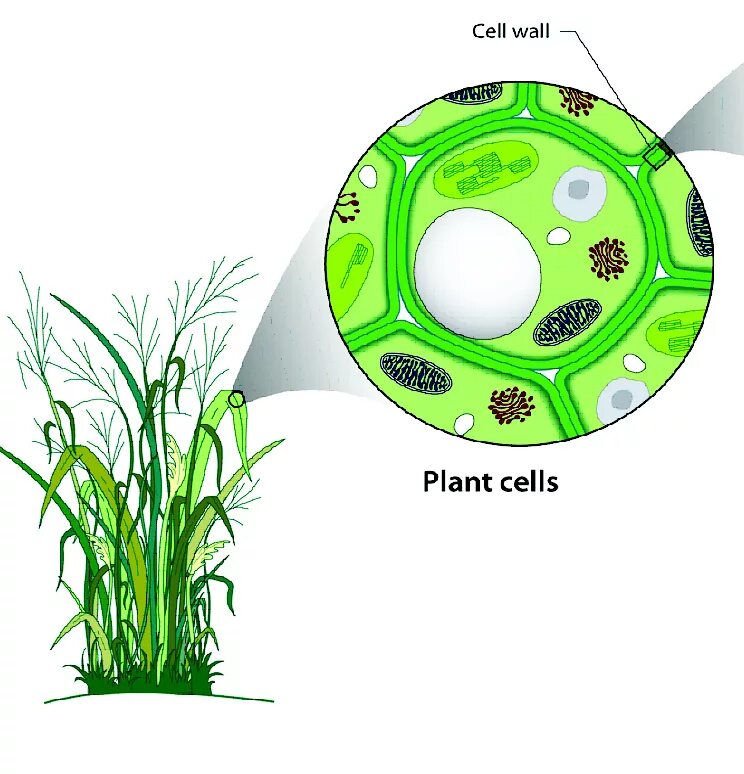 Plant Cell. Cell Wall. Плазмодесмы растительной клетки. Клеточная биомасса.