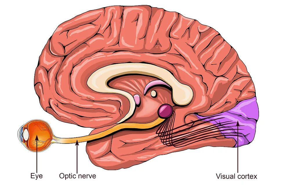 Зрительный нерв в головной мозг. Зрительный нерв головного мозга. Зрительный нерв и мозг. Зрительные нервы. Головной мозг и глаза.