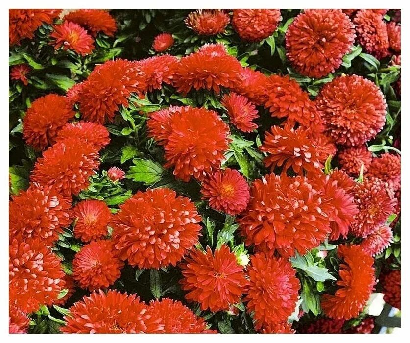 астра низкорослая красный ковер. красный ковер цветы. маленькие цветы. красный ковер цветы. цветочный ковер летний.