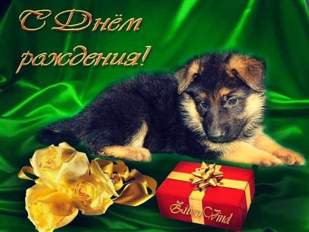 С днём рождения собаклводу. С днем рождения кинологу. С днем кинолога поздравления. Поздравительные открытки с собаками. Немецкая овчарка с цветами.