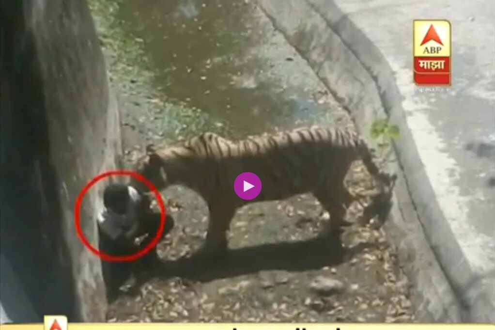 Были ли нападения. Нападение животных в зоопарке. Тигр ест человека в зоопарке.