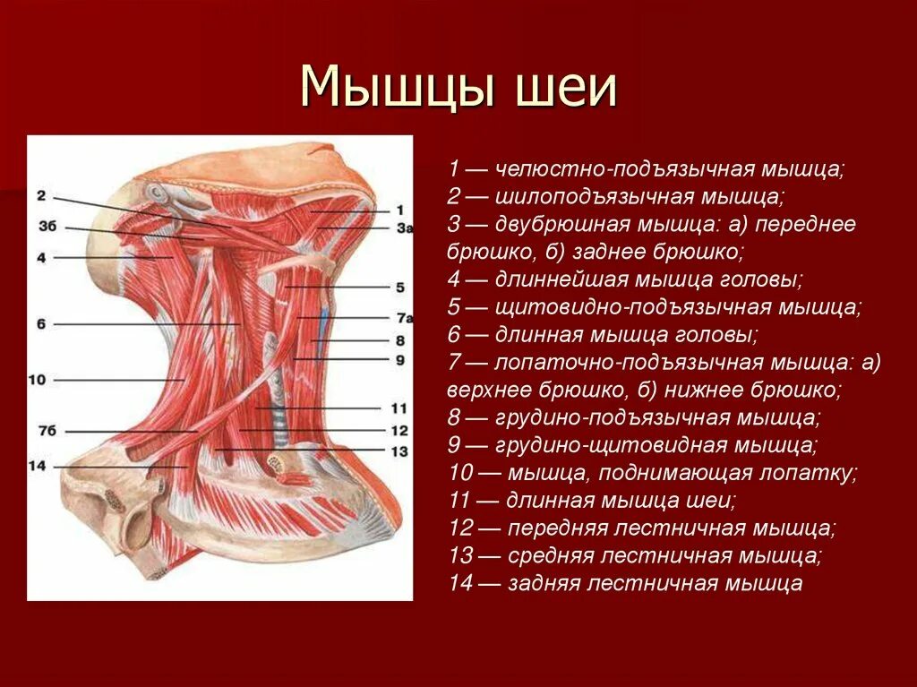 Передняя часть человека. Подзатылочные мышцы шеи анатомия. Мышцы шеи спереди обозначения. Мышцы шеи анатомия Синельников. Мышцы шеи вид сбоку анатомия.