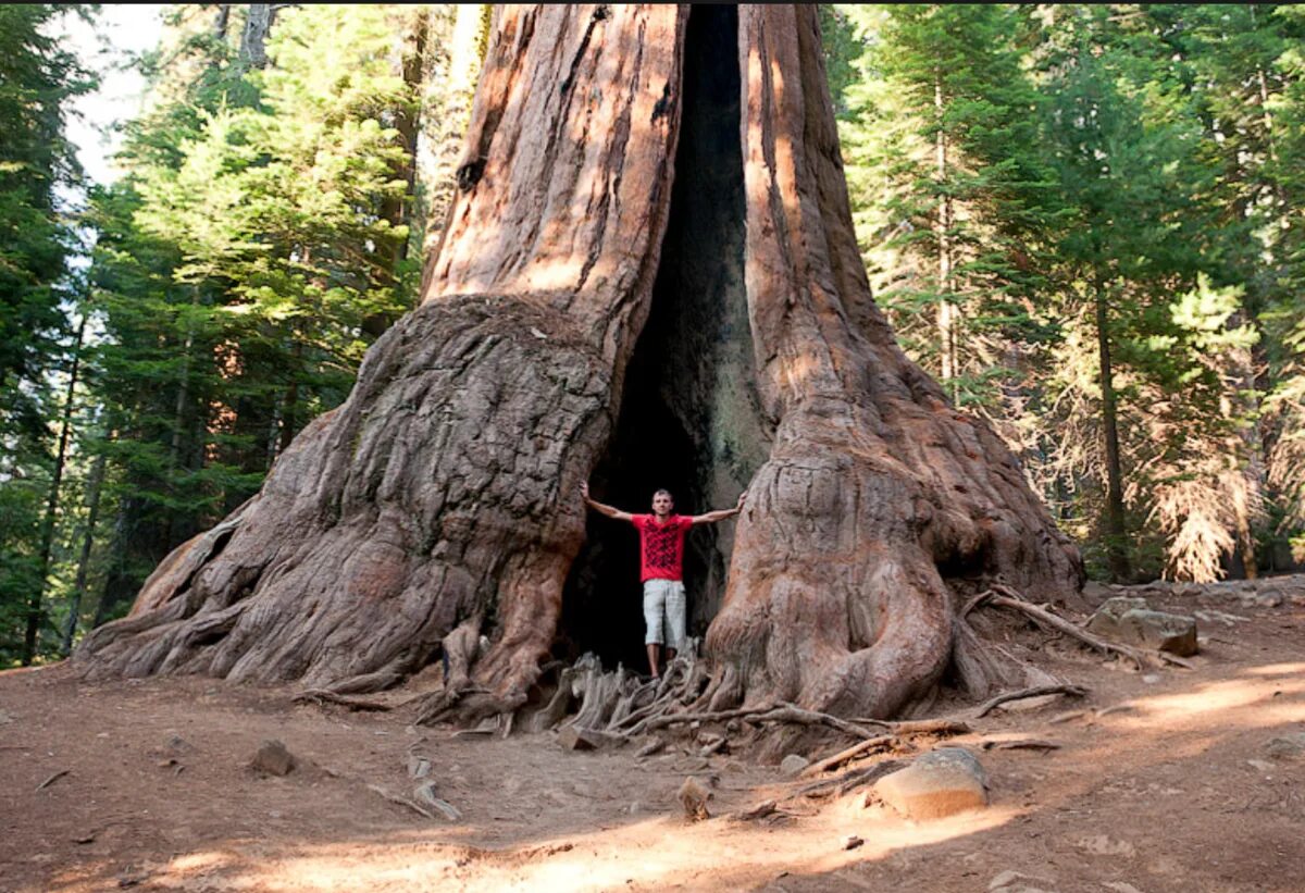 Где больше деревьев. Калифорнийская Секвойя Гиперион. Дерево Гиперион Редвуд. Секвойя дерево. Секвойя дерево Гиперион.