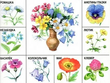 Методическое пособие луговые цветы