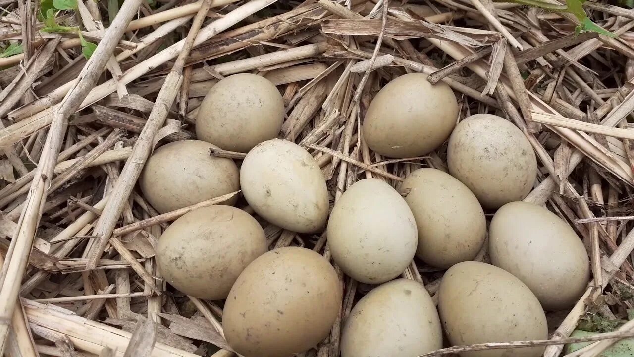Яйца фазана купить. Гнездо фазана с яйцами. Яйцо фазана. Яйца фазана фото. Яйца у курицы и у фазана.