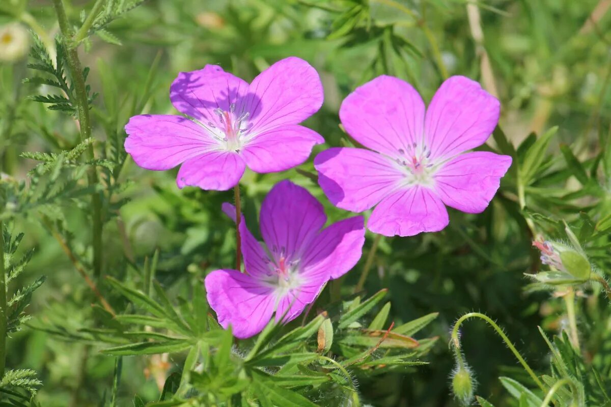 Герань кроваво-красная стриатум. Герань кроваво-красная (Geranium sanguineum). Герань кроваво-красная вар.стриатум.