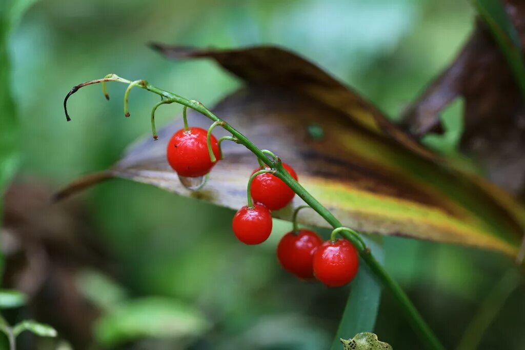 лесные растения с плодами. клюква брусника толокнянка вечнозеленые. лесные растения с плодами. бересклет европейский бородавчатый. лесные ягоды ядовитые ягоды.