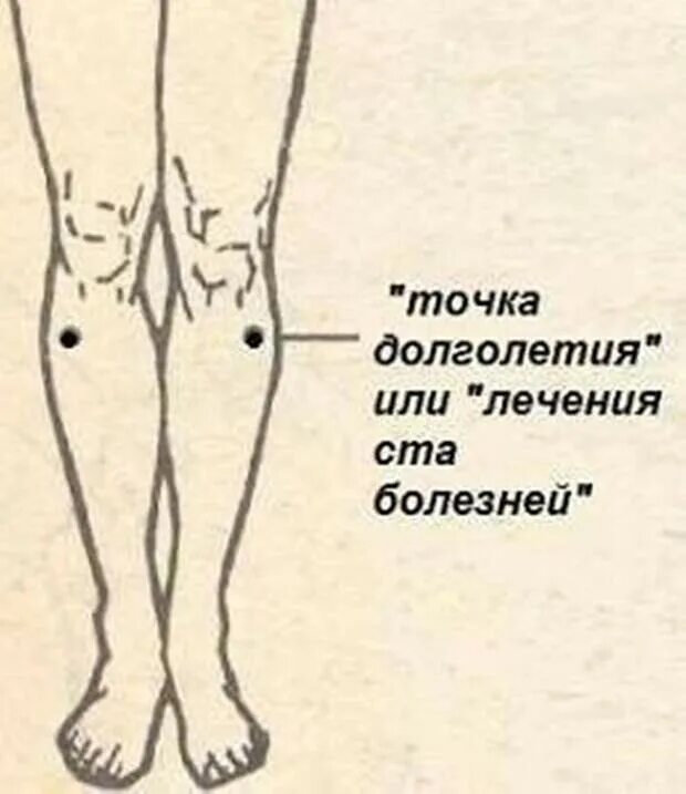 Как найти точку долголетия. Точка долголетия от ста болезней. Точка долголетия под коленом. Точечный массаж под коленом от 100 болезней. Точка Цзу-Сань-ли.