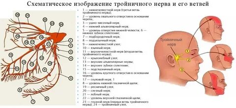 Точки тройничного нерва