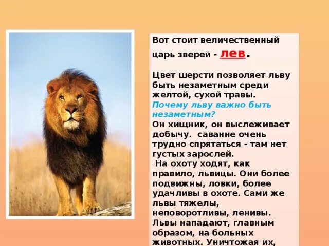 Рассказ про Льва. Описание Льва. Описание Льва для детей. Проект про Льва. Рассказ про львов 1 класс