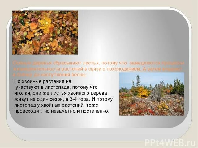 Какую пользу приносят опавшие листья растения
