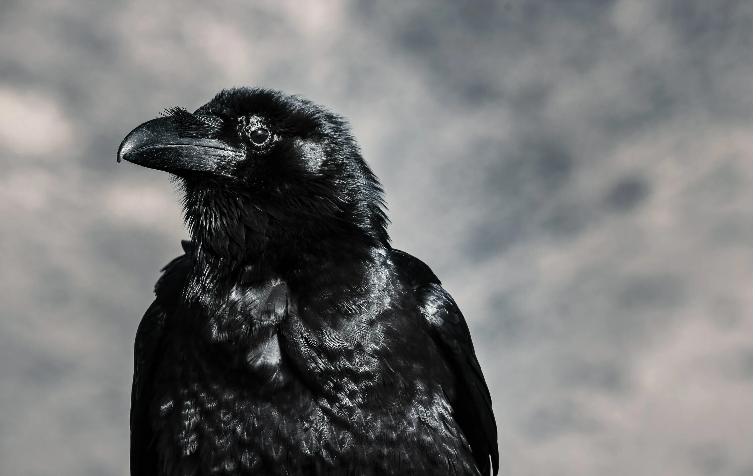 The Raven. Ворона. Черные вороны. Черный ворон.