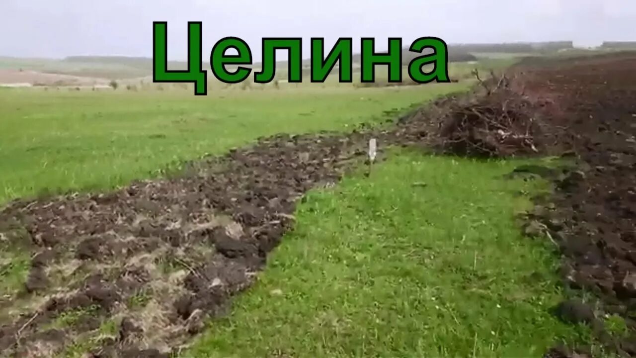 Целинные земли исторический факт. Целина в казахстане карта. Целина или целена. Целина 1954 хрущев. Освоение целины это в истории.