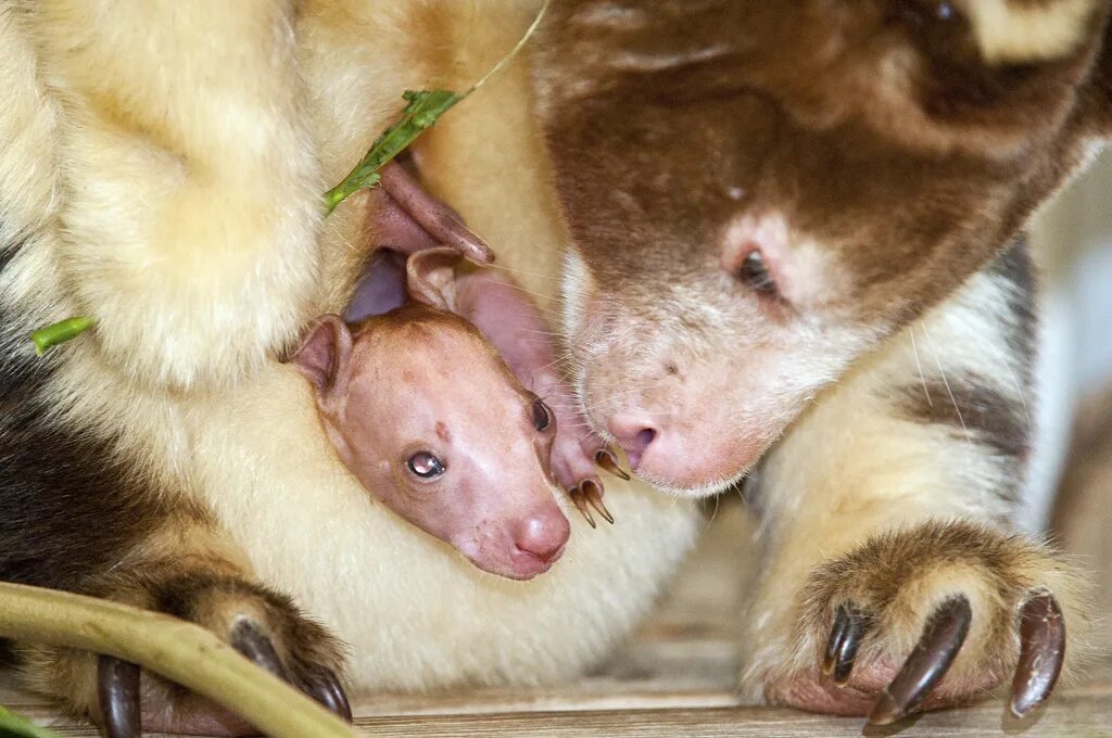 Сумчатый древесный кенгуру. Кенгуру сумчатые детеныш новорожденный. Детёныш кенгуру новорожденный. Кенгуру с детенышем. Рождение кенгуру