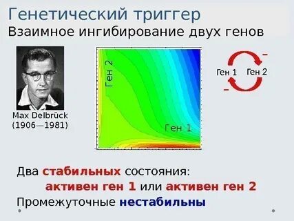 Макс генов