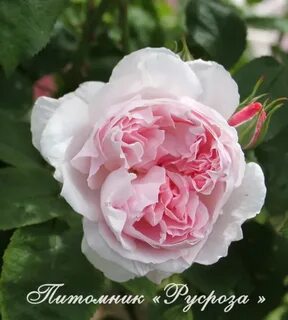 Roses awaken