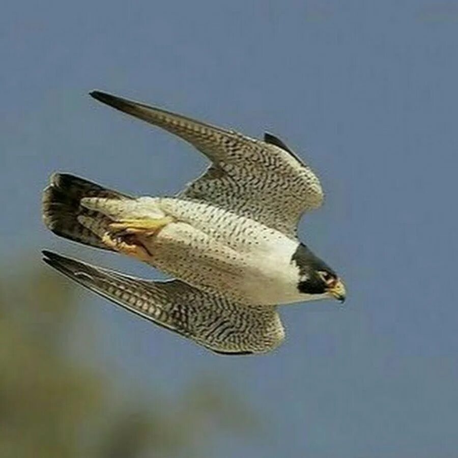 Сапсан птица. Сапсан Falco peregrinus. Сокол Сапсан скорость. Сокол Сапсан в тундре.