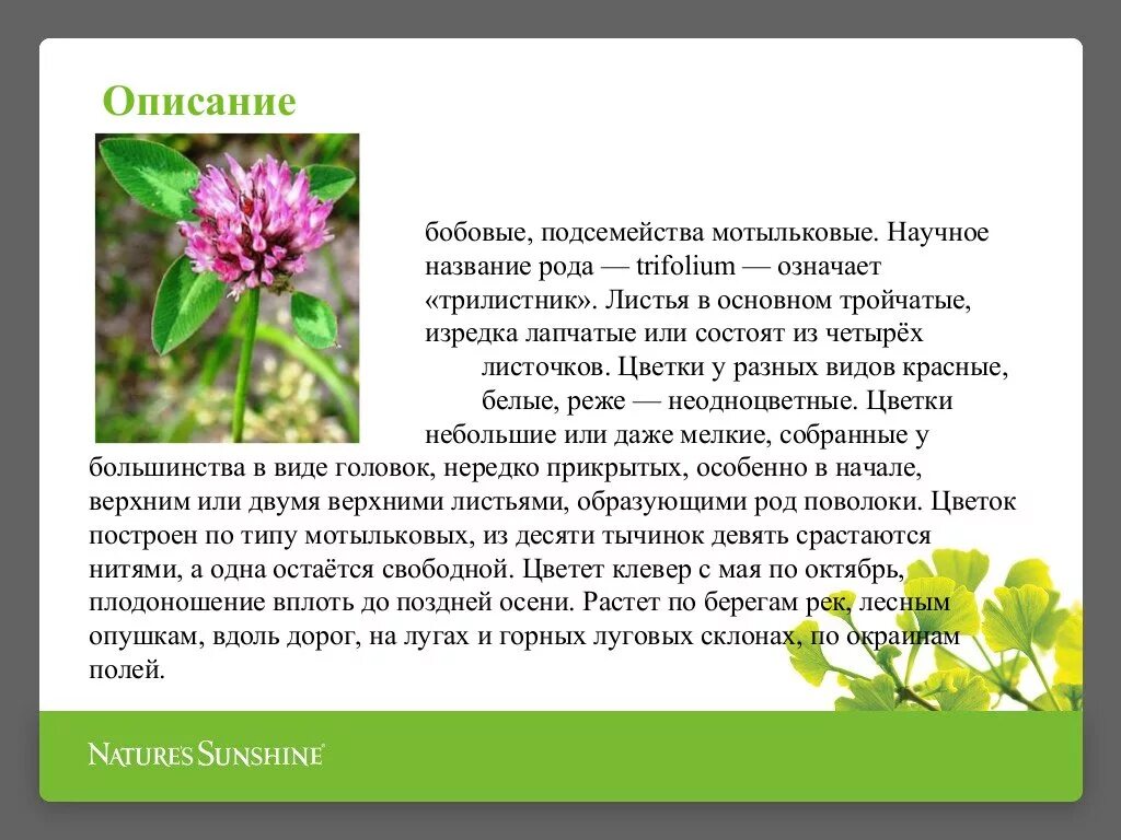 Клевер луговой польза. Клевер красный характеристика растения. Клевер белый ползучий характеристика. Характеристика листа клевера белого ползучего.